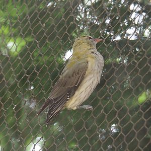 Female Eurasian golden oriole (Oriolus oriolus), 2022-07-10