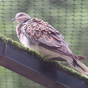 European turtle dove (Streptopelia turtur turtur), 2022-07-10