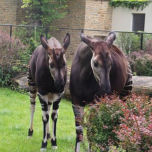 Okapis (Okapia johnstoni), 2022-07-10