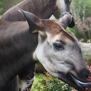 Okapi (Okapia johnstoni), 2022-07-10