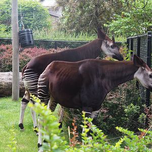 Okapis (Okapia johnstoni), 2022-07-10