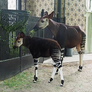 Okapi (Okapia johnstoni) with foal, 2022-07-10