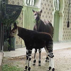 Okapi (Okapia johnstoni) with foal, 2022-07-10