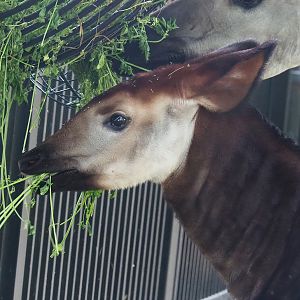 Okapi (Okapia johnstoni) foal, 2022-07-10