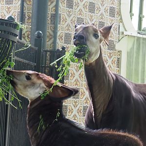 Okapi (Okapia johnstoni) with foal, 2022-07-10