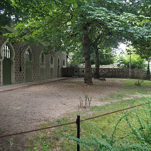 Okapi paddock at the front of the Moorish temple, 2022-07-10