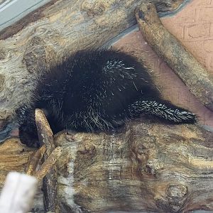 North American porcupine (Erethizon dorsatum), 2022-07-10