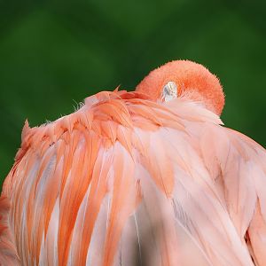 American flamingo (Phoenicopterus ruber), 2022-07-10