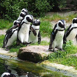 African penguins (Spheniscus demersus), 2022-07-10
