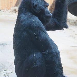 Eastern lowland gorilla Amahoro (Gorilla beringei graueri), 2022-07-10