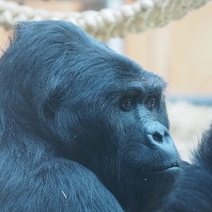 Eastern lowland gorilla Amahoro (Gorilla beringei graueri), 2022-07-10