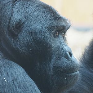 Eastern lowland gorilla Amahoro (Gorilla beringei graueri), 2022-07-10