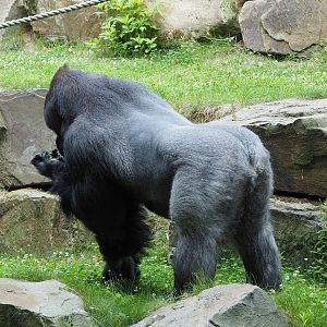 Western lowland gorilla silverback Matadi (Gorilla gorilla gorilla), 2022-07-10