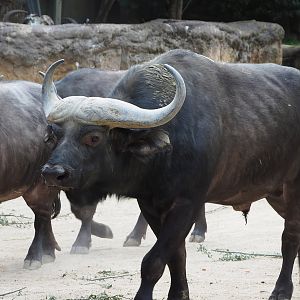 Cape buffalo (Syncerus caffer caffer), 2022-07-10
