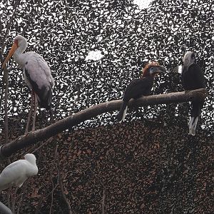 African spoonbill, Yellow-billed stork and Black-casqued hornbills in the savanna aviary, 2022-07-10