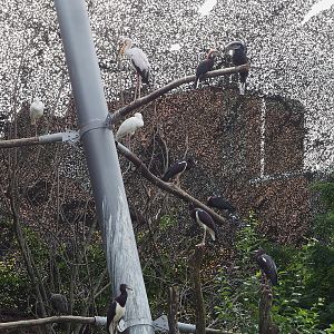 African spoonbill, Yellow-billed stork, Black-casqued hornbills, Southern bald ibis and Hadada ibis in the savanna aviary, 2022-07-10