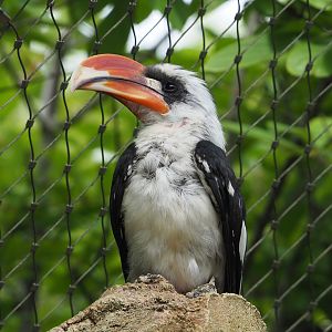 Von der Decken's hornbill (Tockus deckeni), 2022-07-10