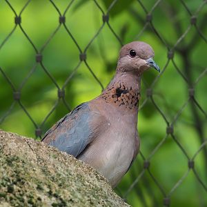 Laughing dove (Streptopelia senegalensis), 2022-07-10