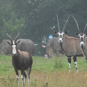 Gemsbok, Blesbok and Southern White Rhino- 24th July 2023