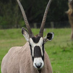 Gemsbok- 24th July 2023