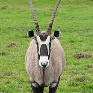 Gemsbok- 24th July 2023