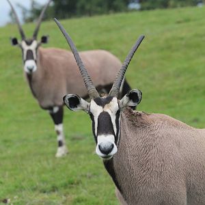 2 female Gemsbok- 24th July 2023