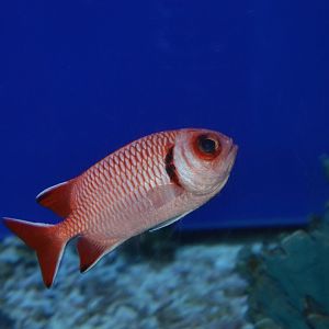 Blacktip soldierfish (Myripristis botche)