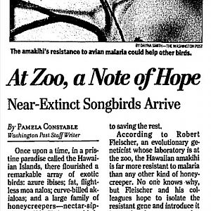 Old Picture of the Hawaii Amakihi/ Chlorodrepanis virens