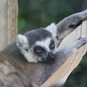 Ring-Tailed Lemur