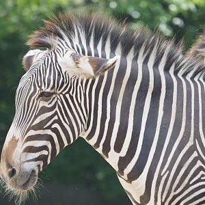Grevy's Zebra