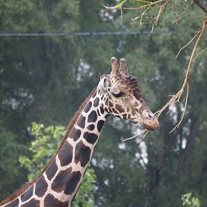 Reticulated/Generic Giraffe