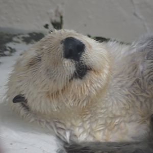 Southern Sea Otter