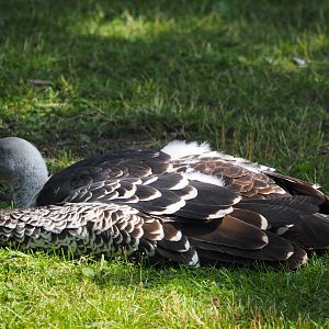 Ruppell's Griffon Vulture