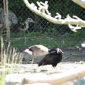 Greater Rhea + Wild Turkey Vulture & Canada Goose