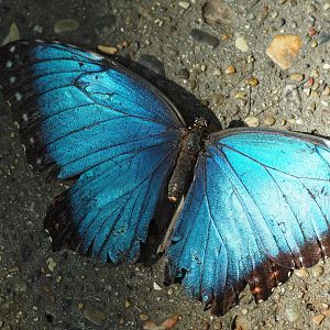 Blue Morpho