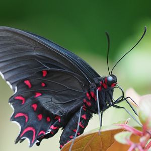Pink-Spotted Cattleheart