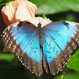 Blue Morpho 2