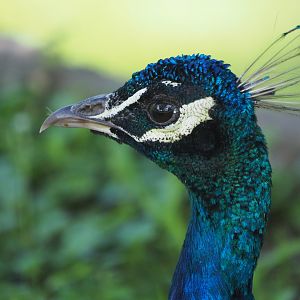 Indian Peafowl