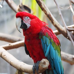 Red and Green Macaw