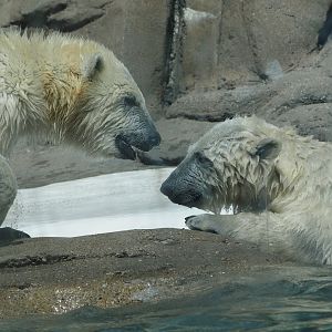 Polar Bear Cubs 1