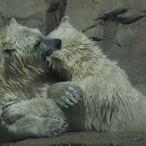 Polar Bear Cubs 2
