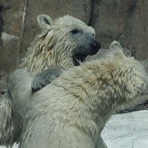 Polar Bear Cubs 3