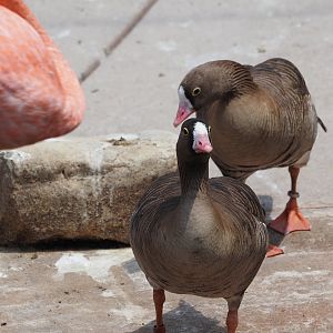 Lesser White-Fronted Geese and American Flamingo