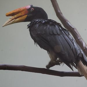 Rhinoceros Hornbill