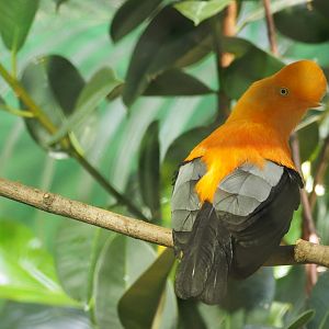 Andean Cock-of-the-Rock