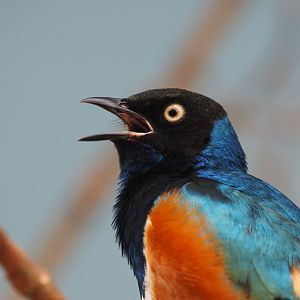 Superb Starling