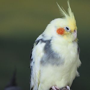 Cockatiel