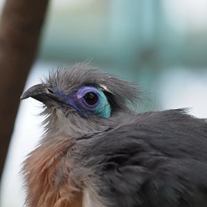 Crested Coua