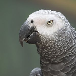 African Gray Parrot