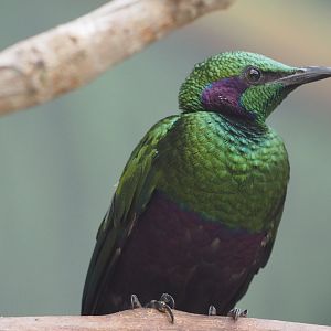 Emerald Starling